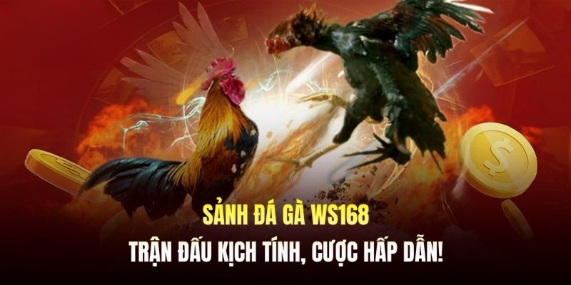 Ws168 đá gà ABC8 - Kịch tính với các đấu trường đỉnh cao